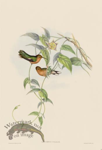 Gould Hummingbird 056